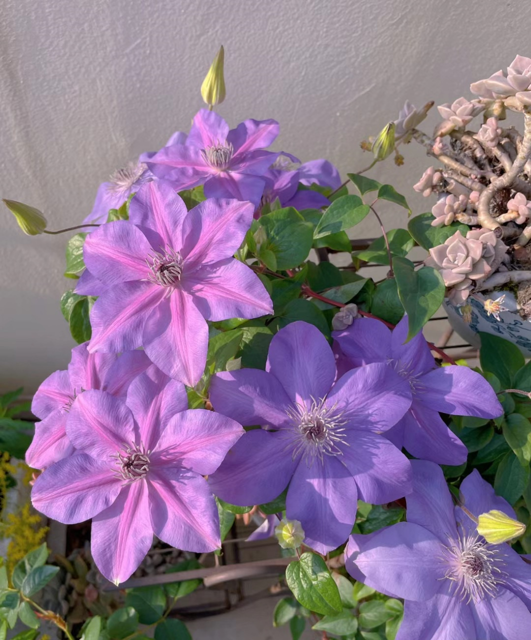 铁线莲"微光",能同时开蓝色,紫色花朵的品种,花大色美,每年两度爆花