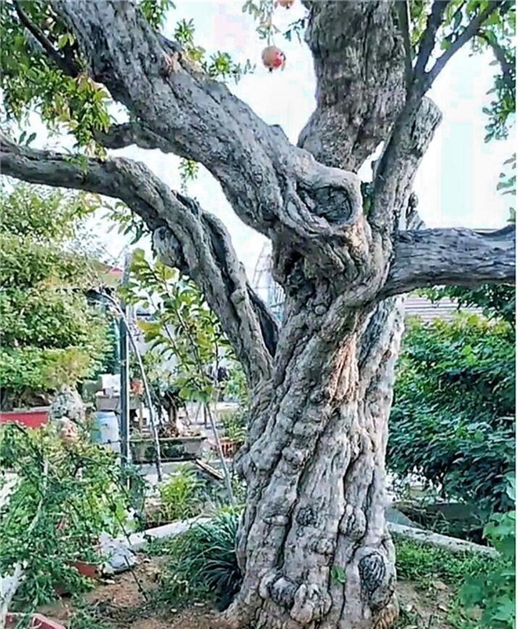 这么大的石榴树应该上百年了吧!