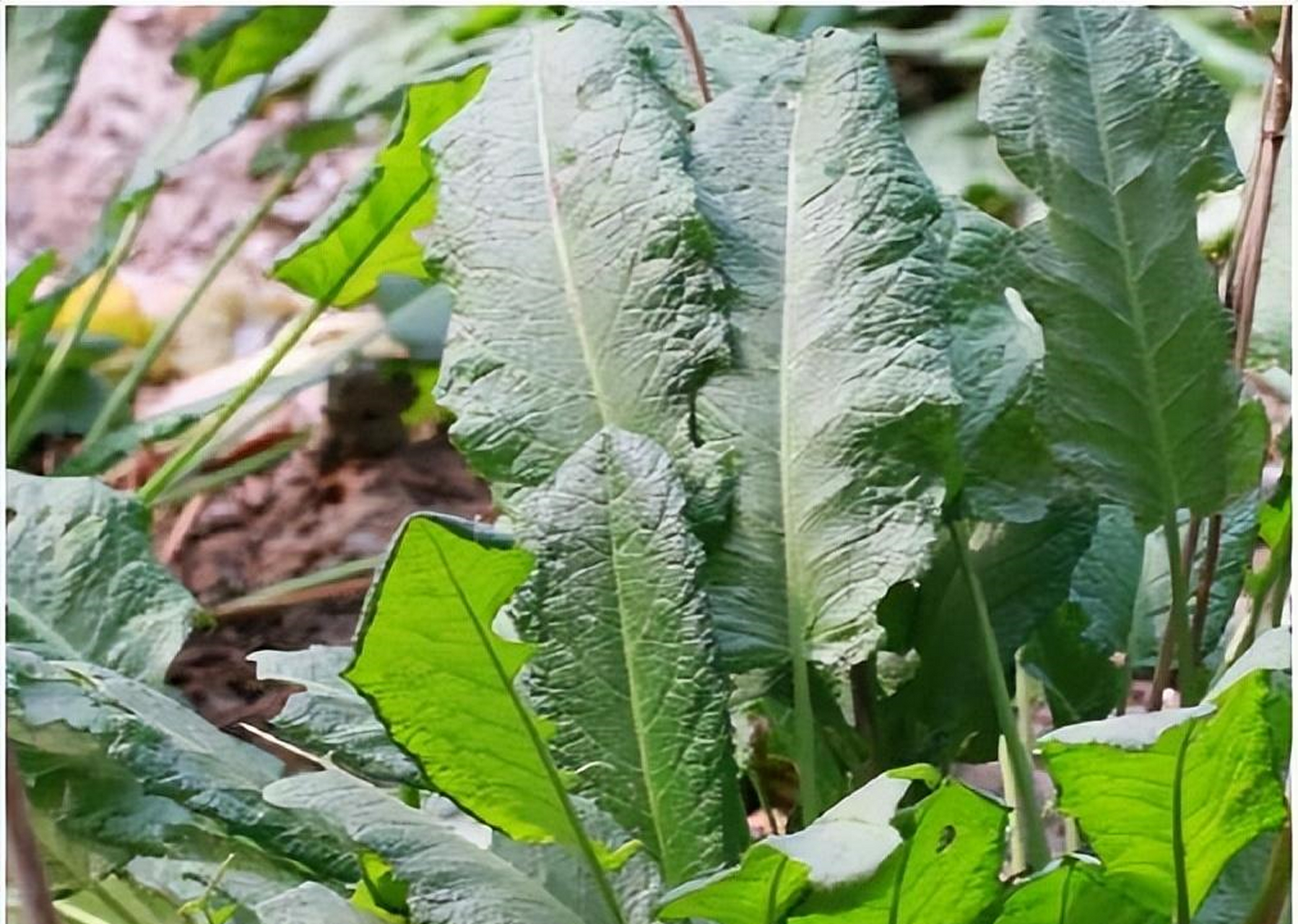 土大黄【品种来源】蓼科植物尼泊尔酸模的根.