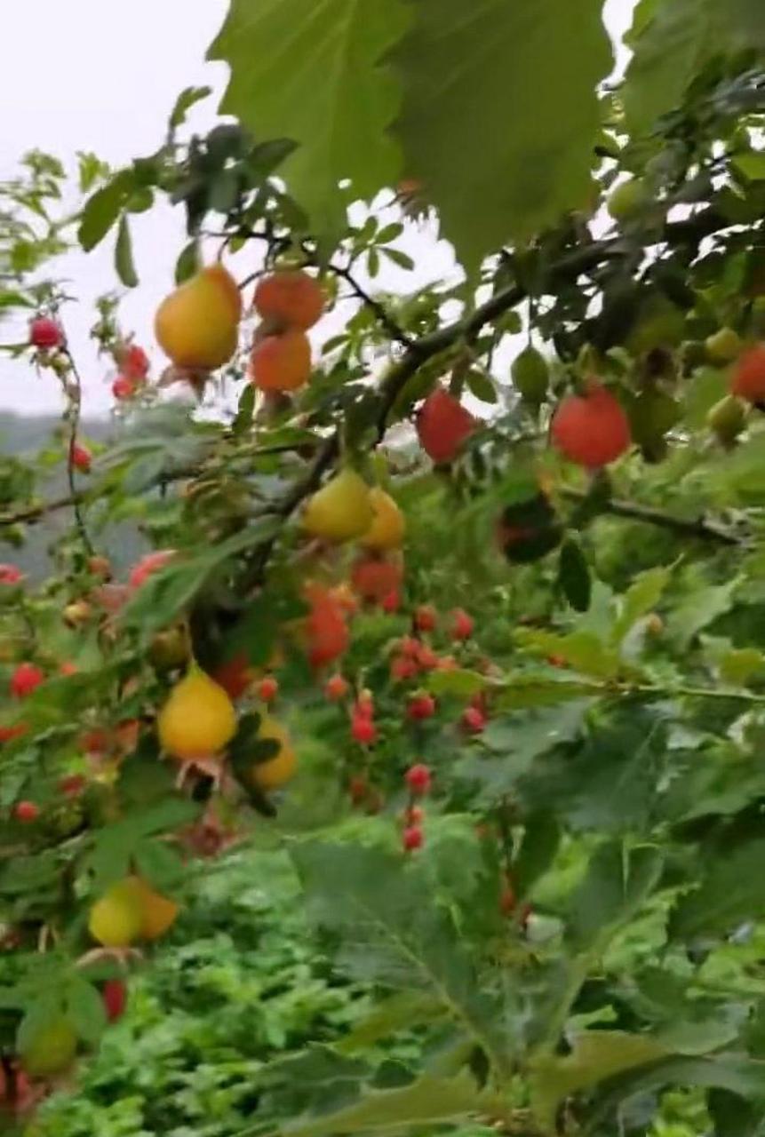 网友:山上看到的果树,这果子太诱人了,就是不知道能不能吃呢?