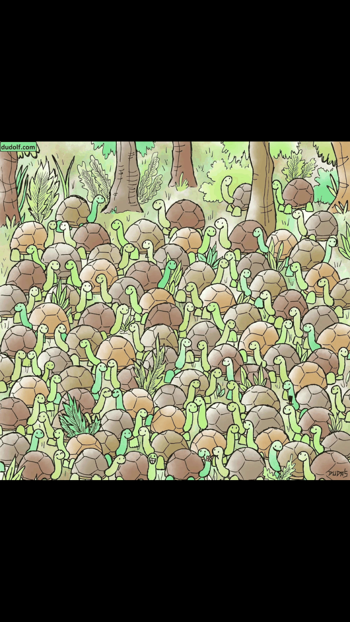 gif创作人# 考眼力时刻,在一群乌龟中找一只奇怪的动物.