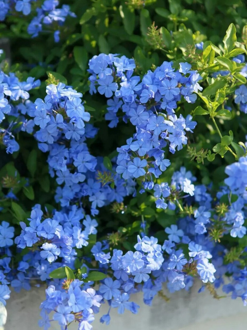 只在盛夏盛开的"蓝色雪花"  蓝雪花,又名蓝花丹或蓝茉莉,是一种常绿小