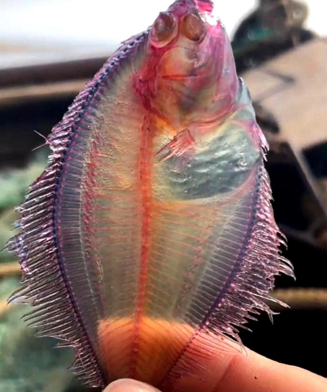 我在二大爷的船上发现了一条全身透明的漂亮鱼,想请问有人知道它是