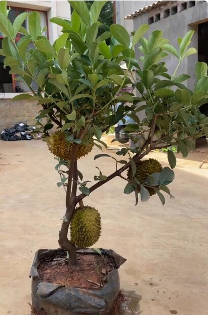 这树真给力,竟然长出了三个榴莲 [开心]实现了榴莲自由