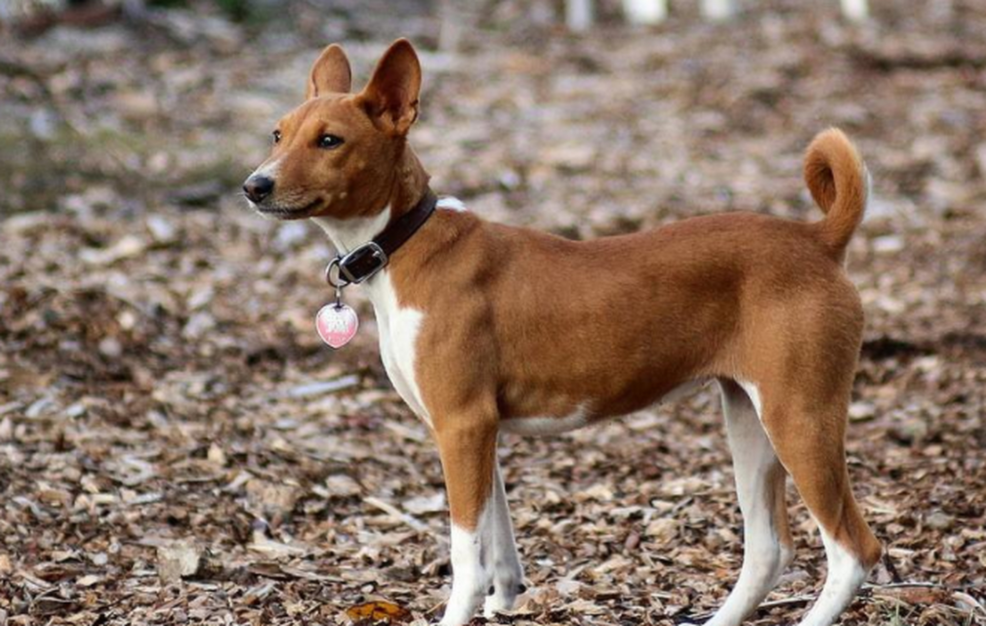 巴仙吉犬多少钱图片