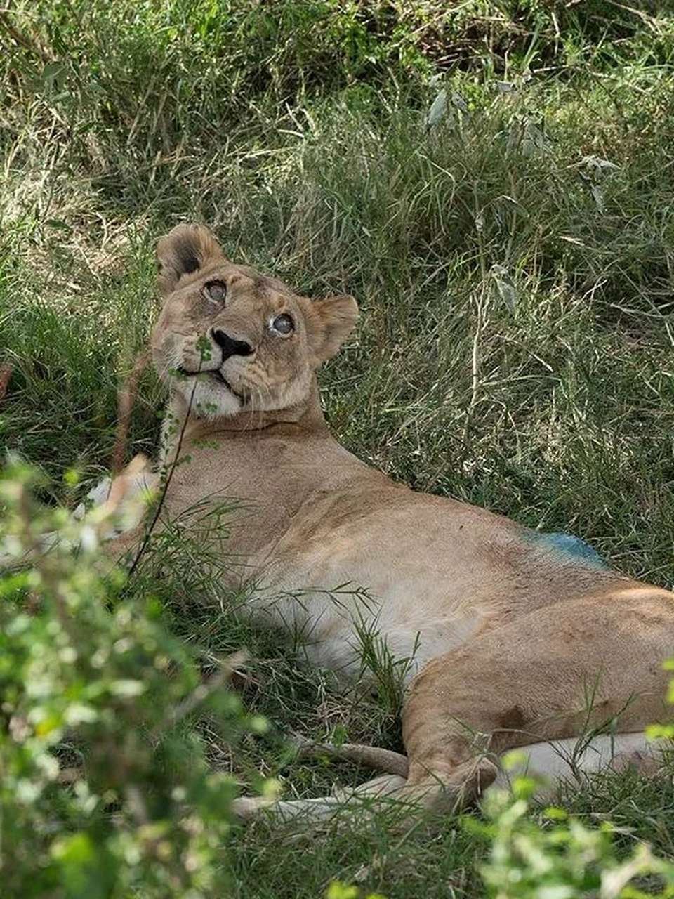 玛莎狮群 母狮达达的伤口是人为