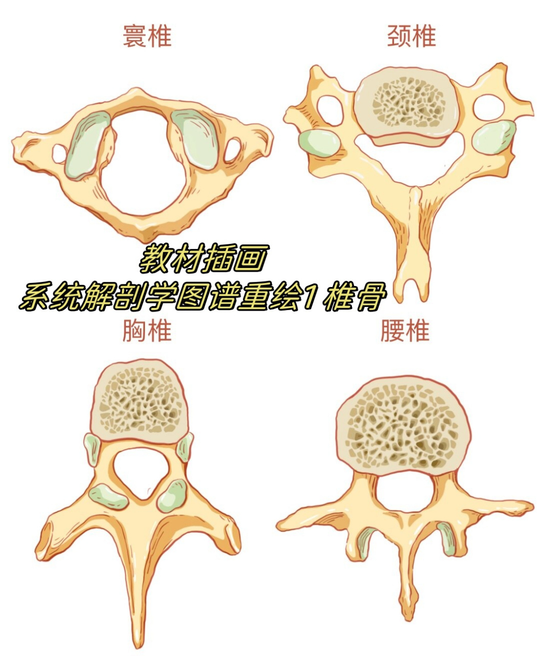 椎骨图形图片