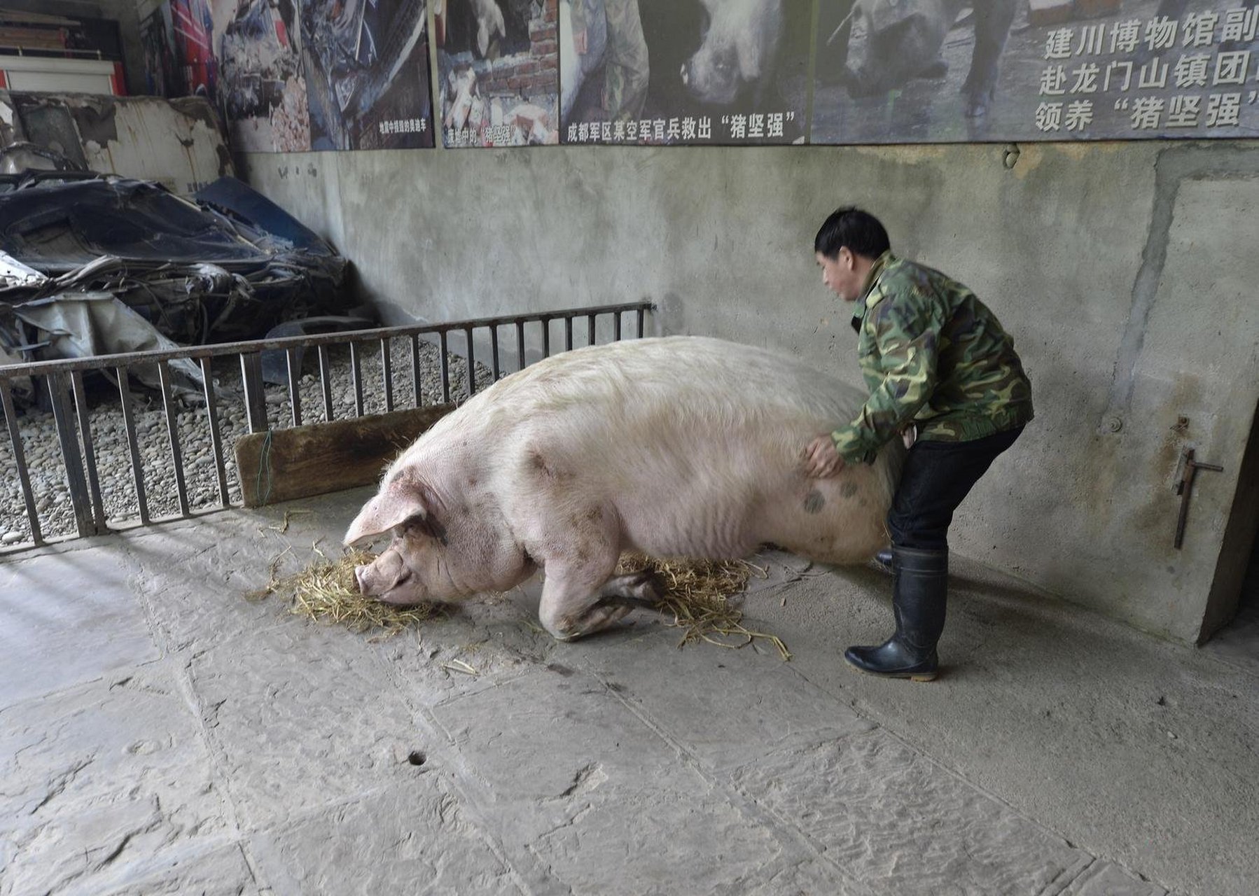 近日,汶川地震活下来的"猪坚强"饲养员龚国成表示"瘦是瘦,不是病态