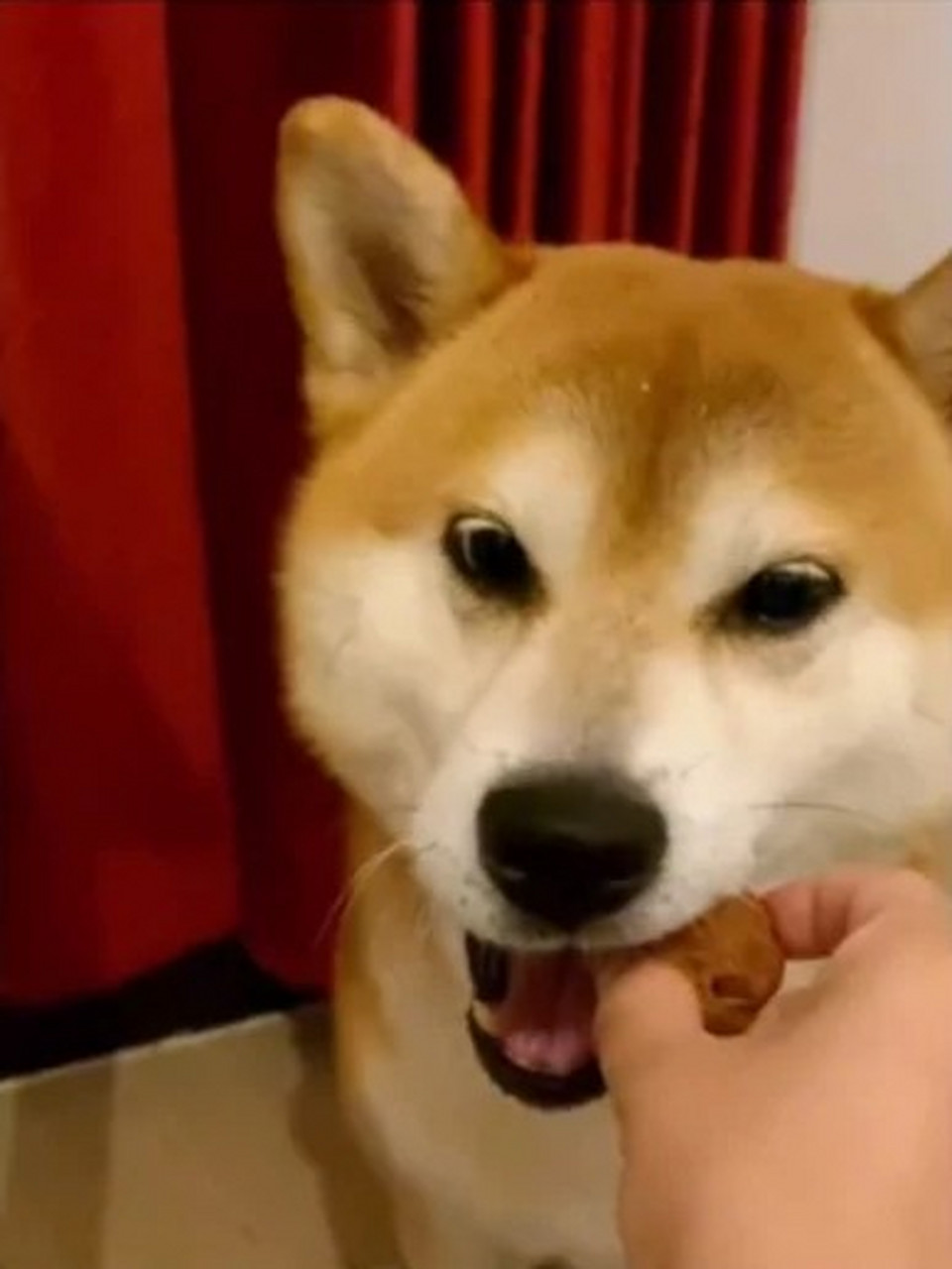 狗狗不光是疗愈人心的好伙伴,有时也能当工具人?