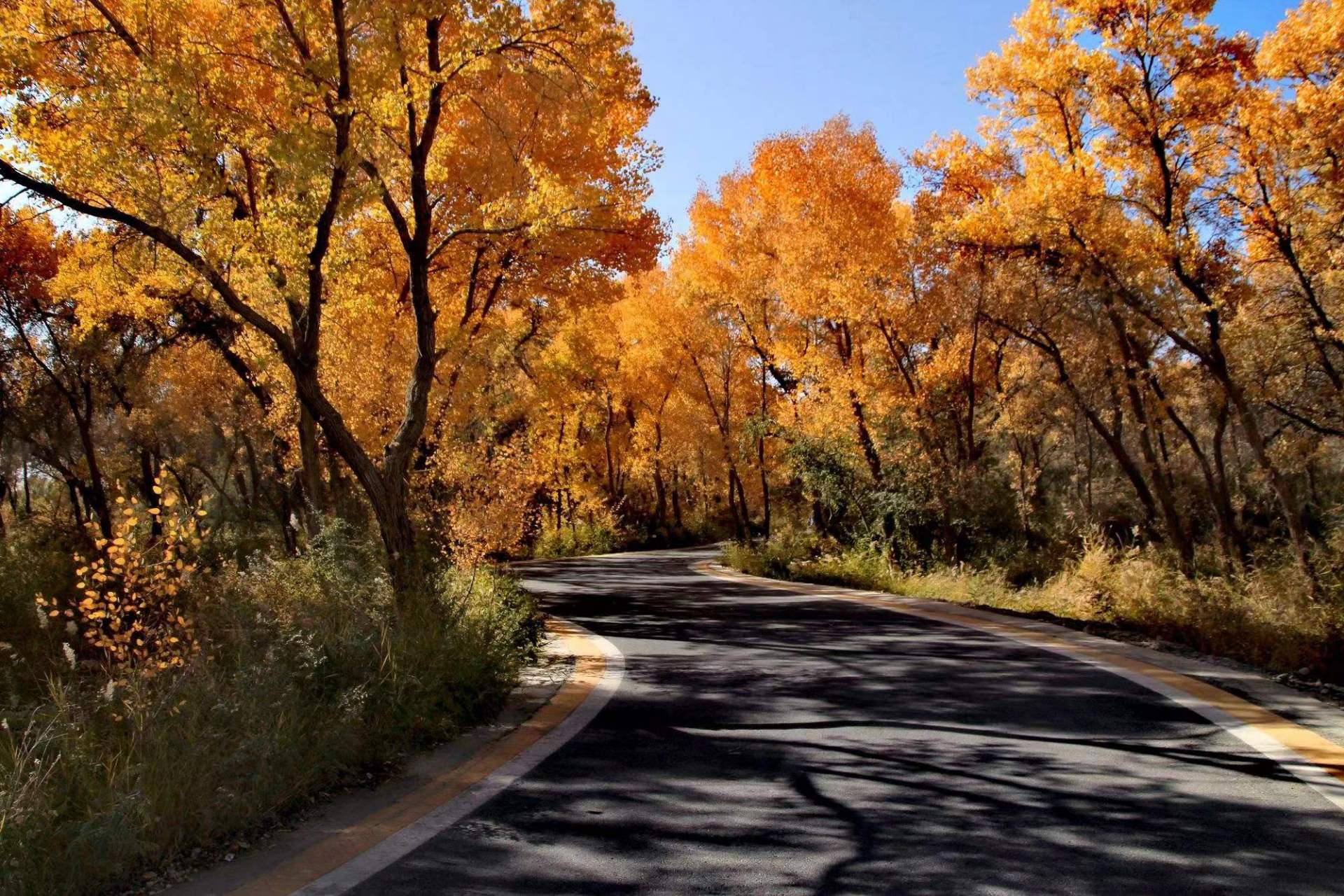 金胡扬 泽普金胡杨林位于新疆泽普县西南40公里处的亚斯墩林场境内