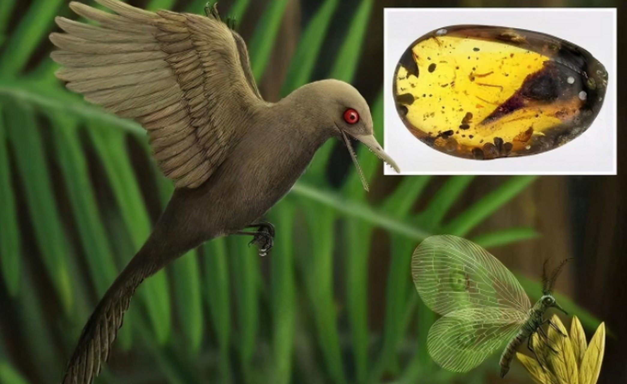 科学家们最近发现了一种宽娅眼齿鸟的白垩纪恐龙,这种鸟是目前地球上