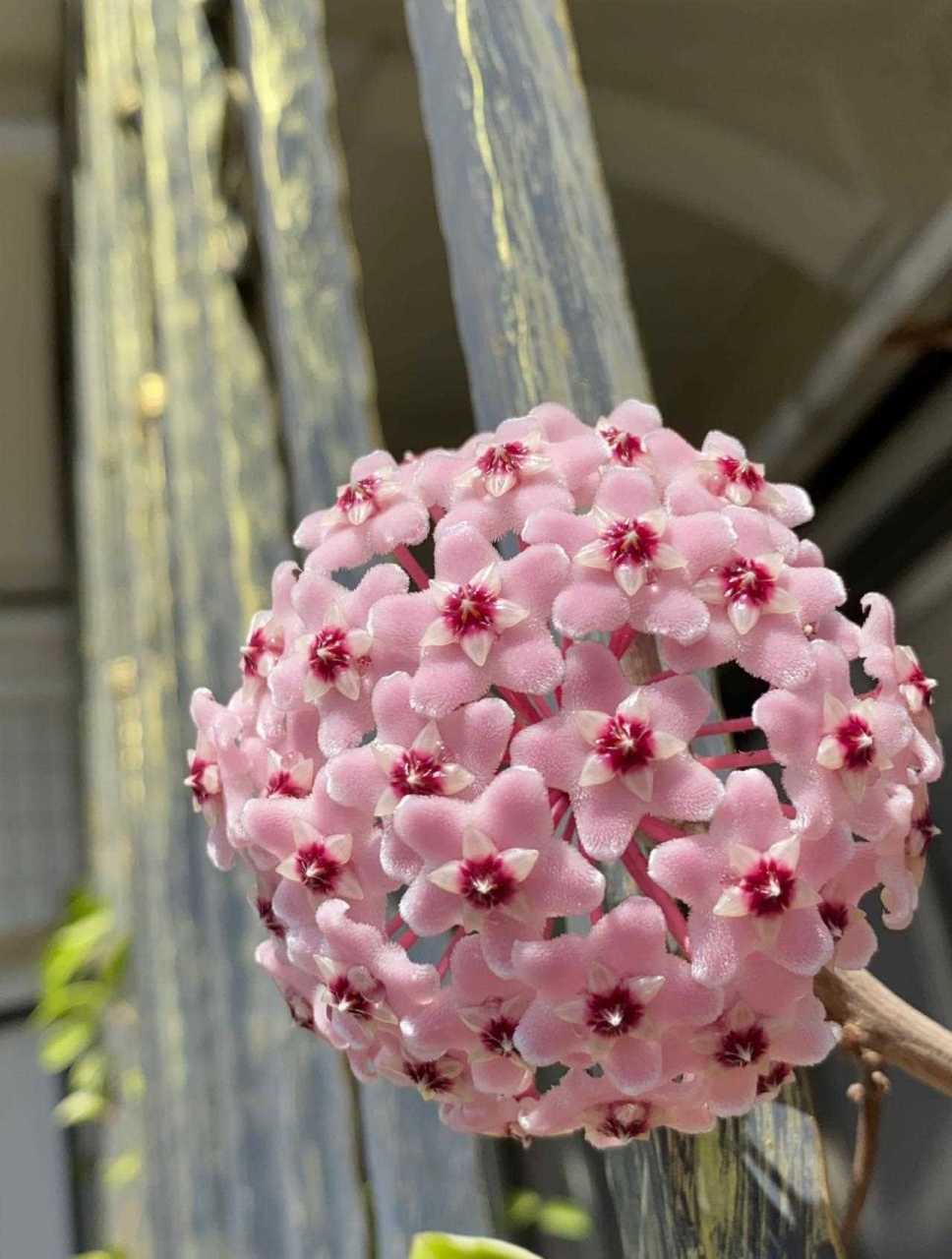 锦红球兰,别名三色球兰,球兰家族里很受欢迎的品种,叶子会同时出现