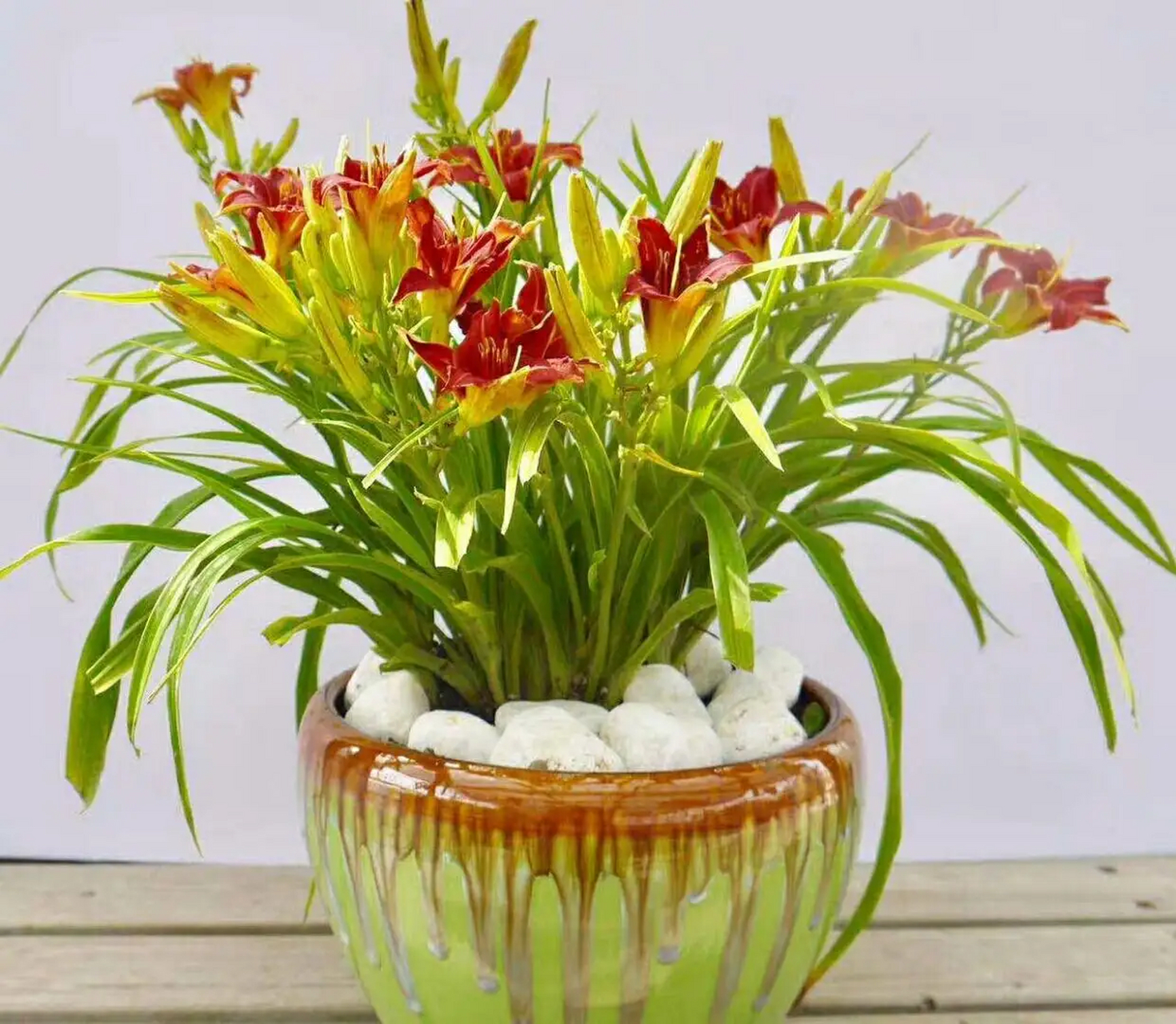 盆栽萱草养殖方法和注意事项  《酬梦得比萱草见赠》-白居易