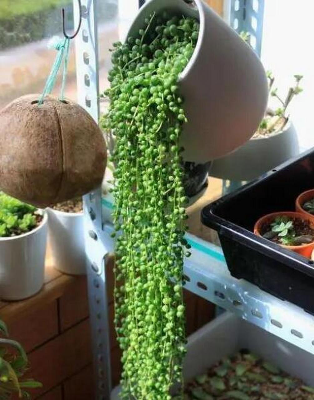 珍珠吊兰又叫佛珠吊兰,它的叶子圆润似珠,犹如一粒粒绿色珍珠一般,养