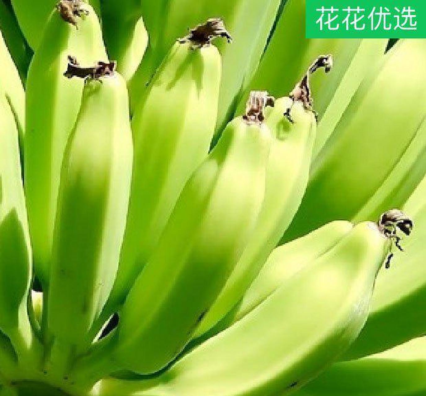 超矮的卡文迪什香蕉是专门培育出来的优选迷你香蕉树品种[星星]是一种
