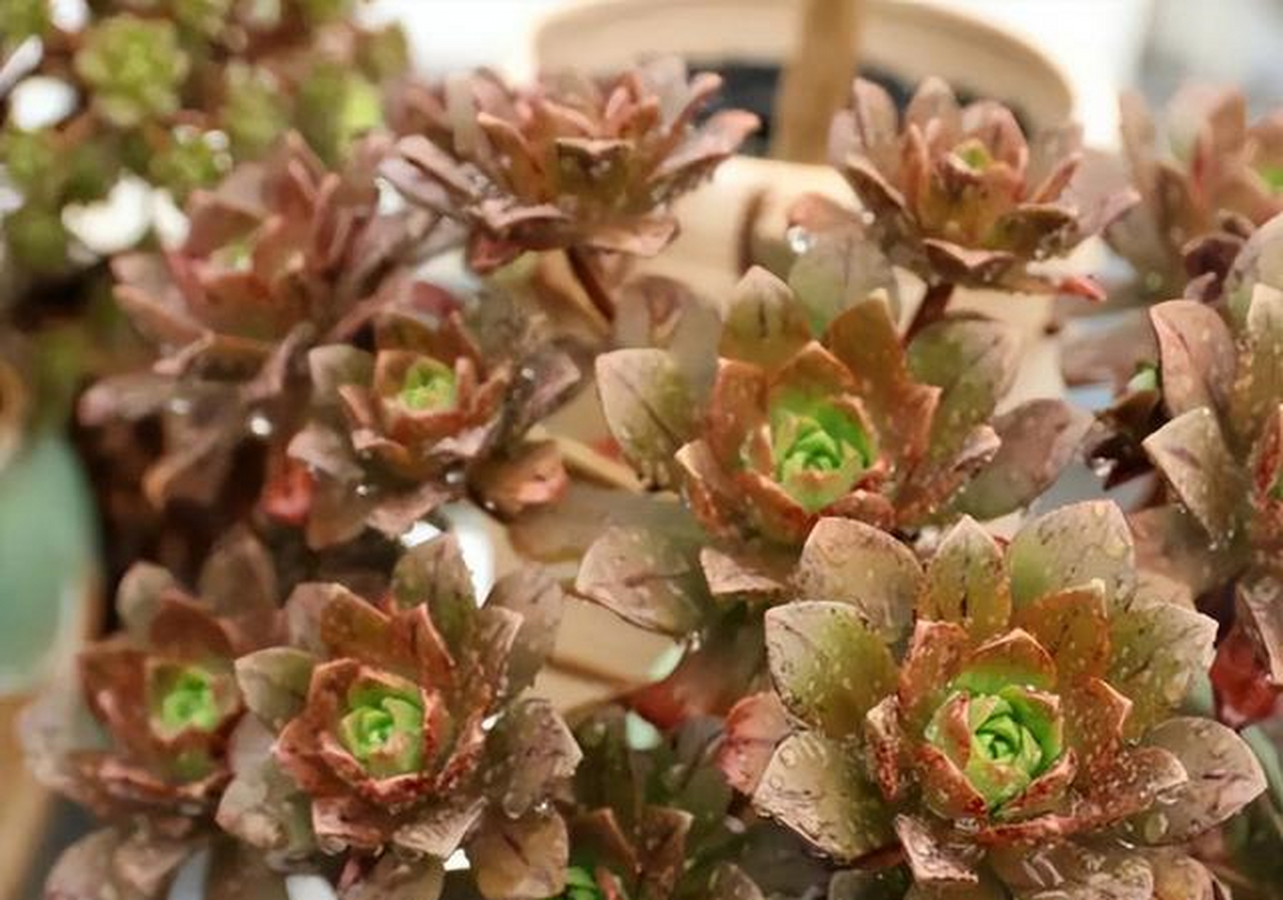 这种多肉植物非常的好看,叶片边缘是红色的,颜色甜美,甜茶法师的叶片