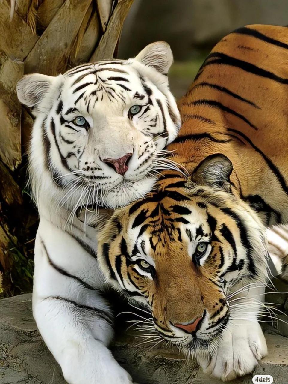 动物世界,这两只老虎怎么能和谐相处?