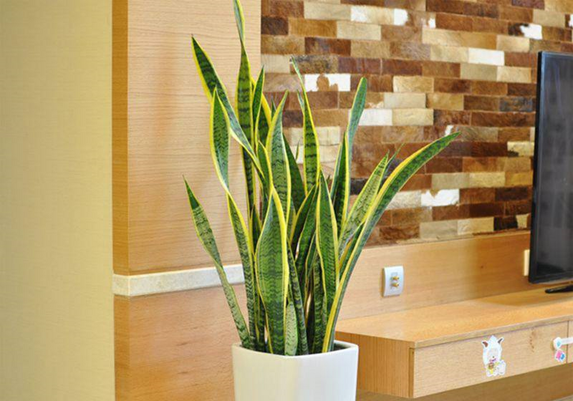 虎皮兰根茎呈匍匐状生长,无茎.