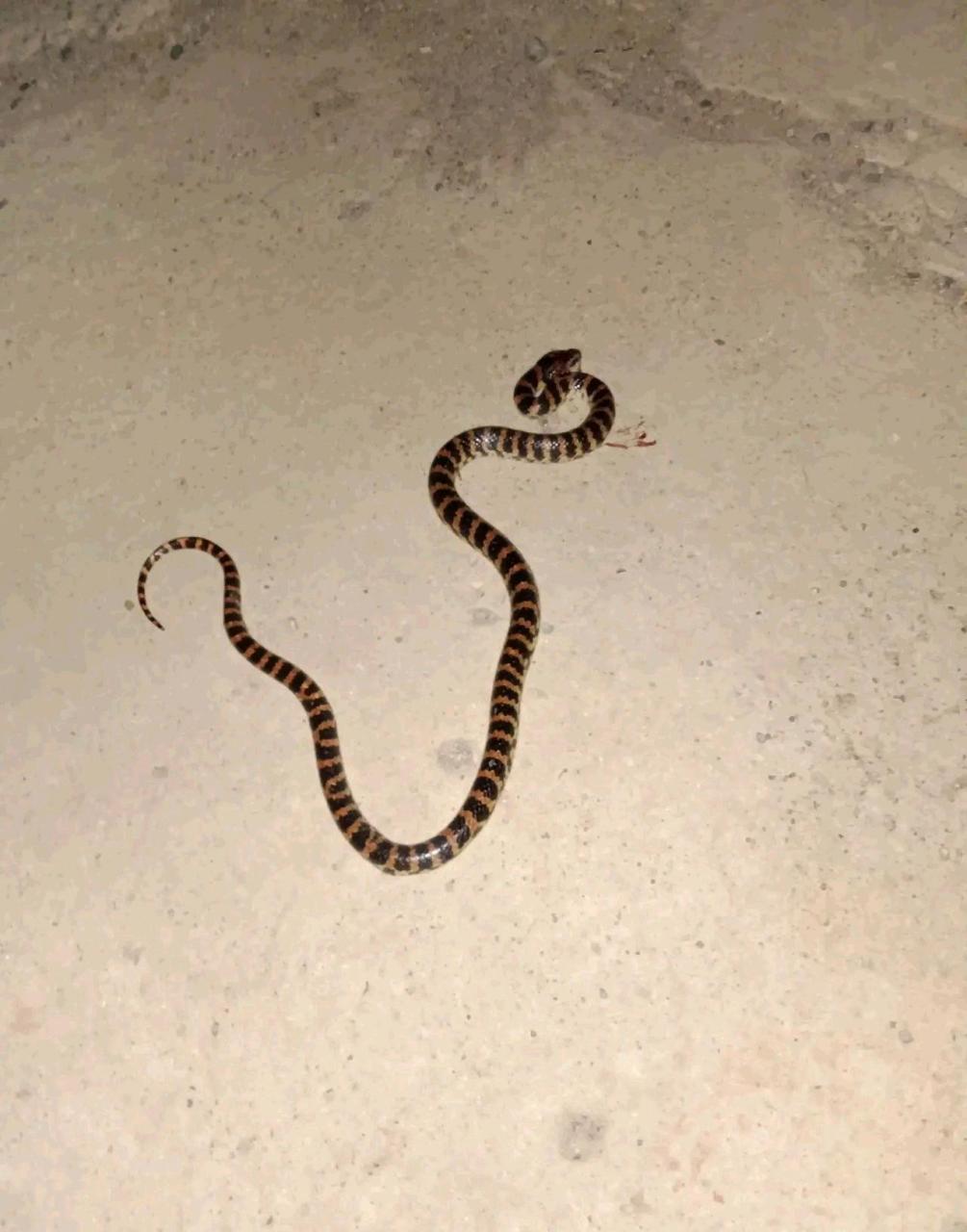 这是什么蛇?有毒吗?[汗]