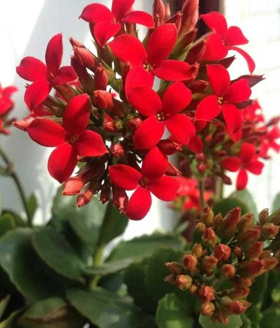 分享图片长寿花 长寿花是由光亮的叶片形成的花丛, 叶片边是翠绿色有