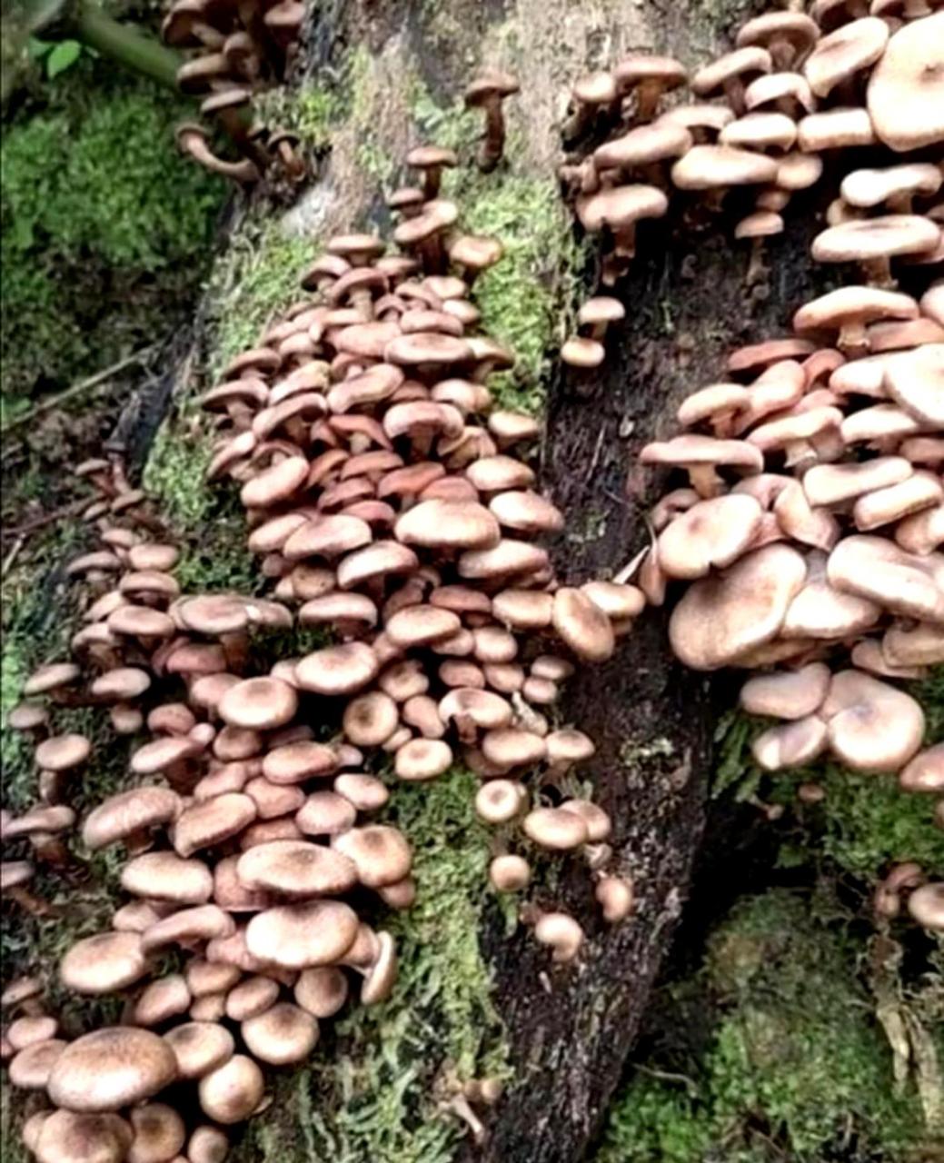 山上野蘑菇多得数不清,摘也摘不完!