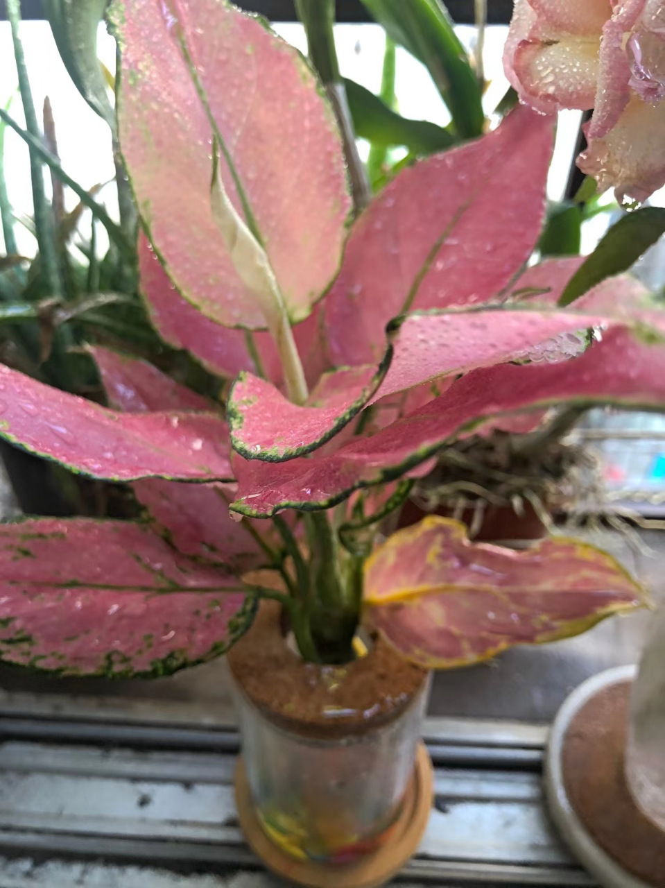 吉利红,花开正红,漂亮#家居绿植