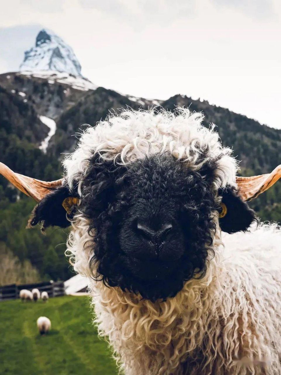 黑得看不见五官的羊 中文名:   【瓦莱黑鼻羊】 拉丁学名:valais