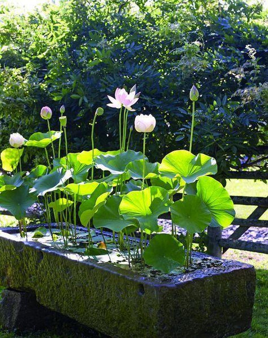 院内荷花池造型图片