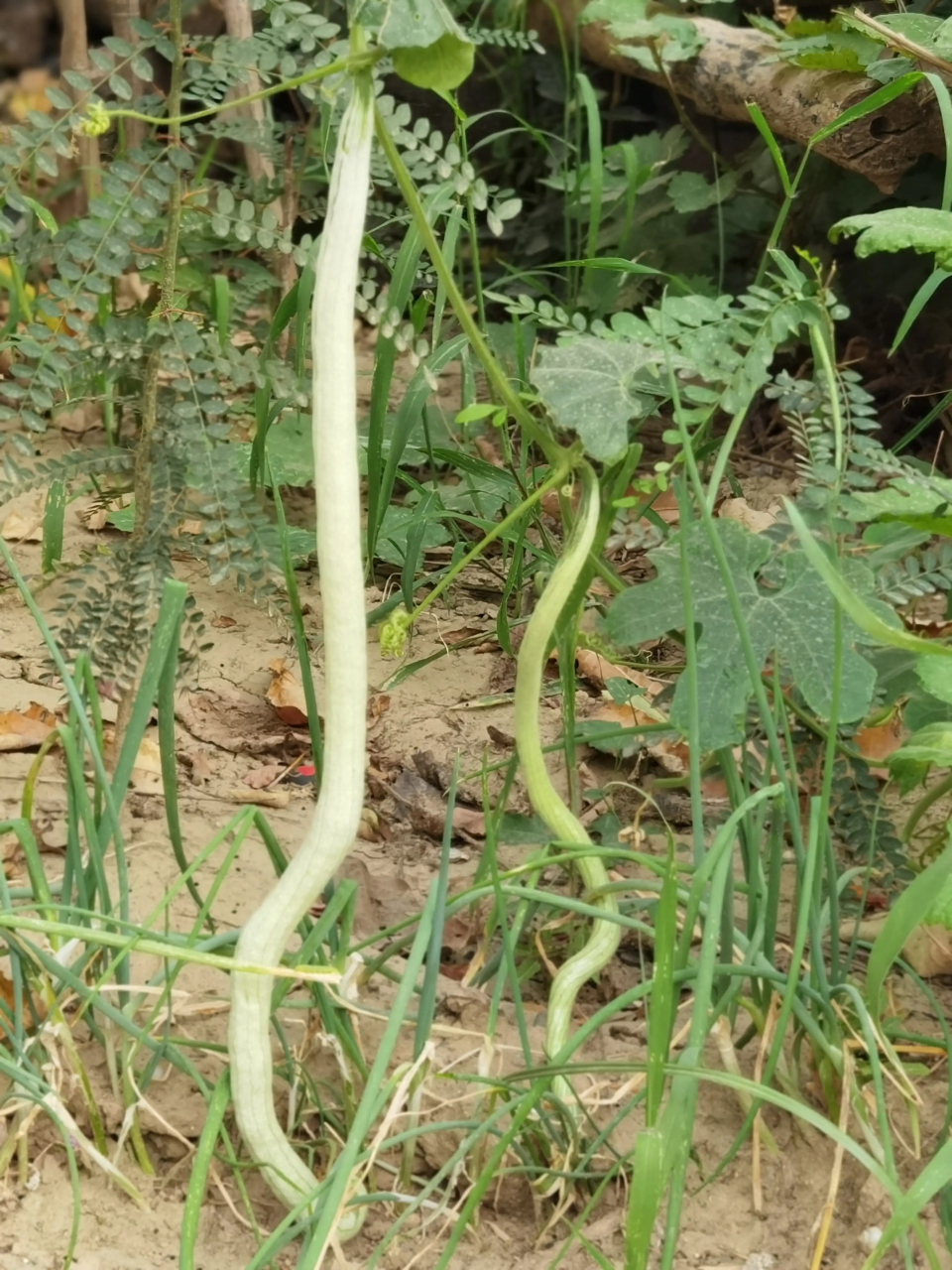 它就是蛇瓜(有的地方叫蛇豆),其果实供蔬食,并可消渴,治黄疸;根和种子