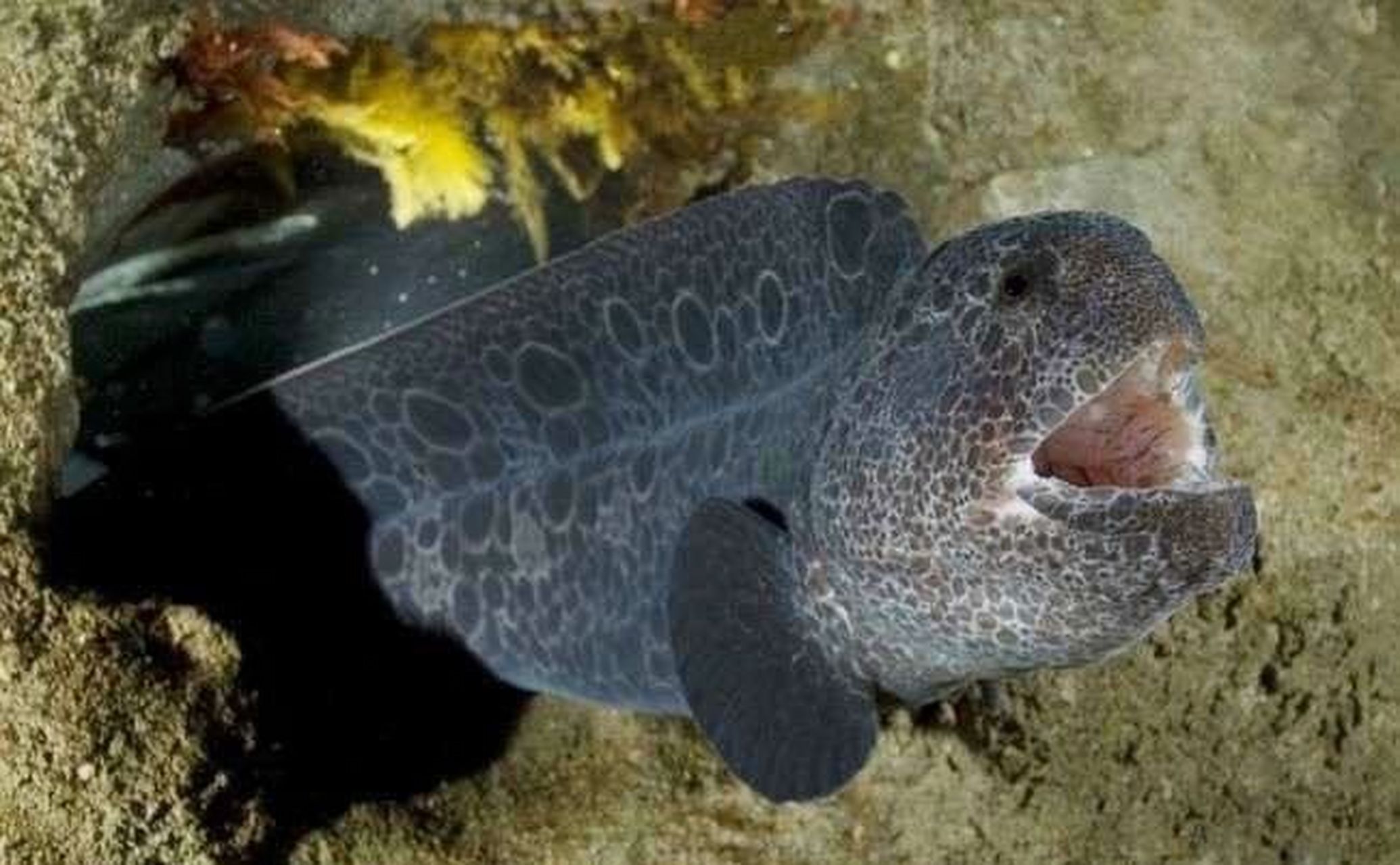 海洋生物-狼鰻 95俗称为"大海怪" 98属于深海鱼类,栖息于海平面下