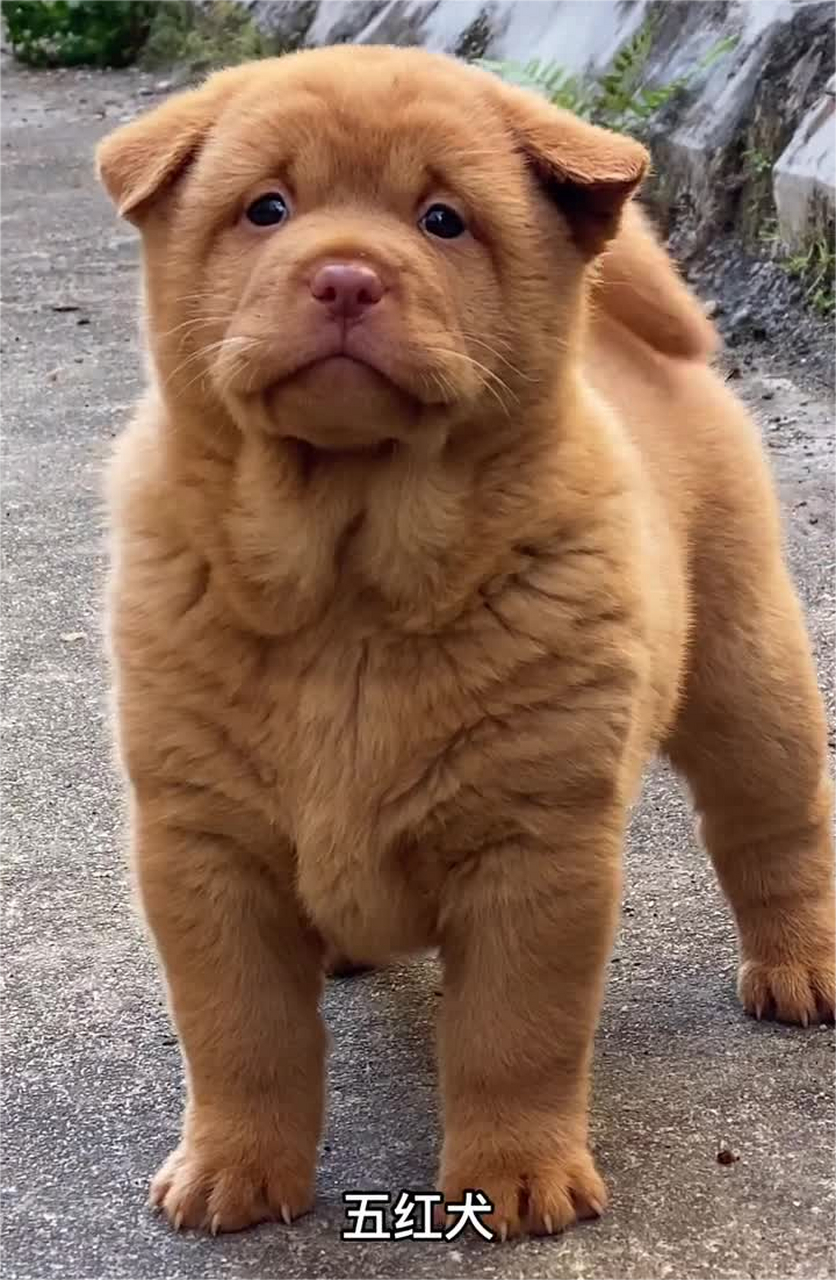 土狗中的爱马仕——五红犬,铲屎官:养了就不想换狗了 五红犬的名字就