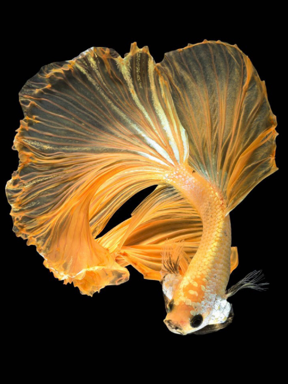 每天陪孩子一起瞧动物 名称:五彩搏鱼 别名:泰国斗鱼,暹罗斗鱼,彩雀鱼