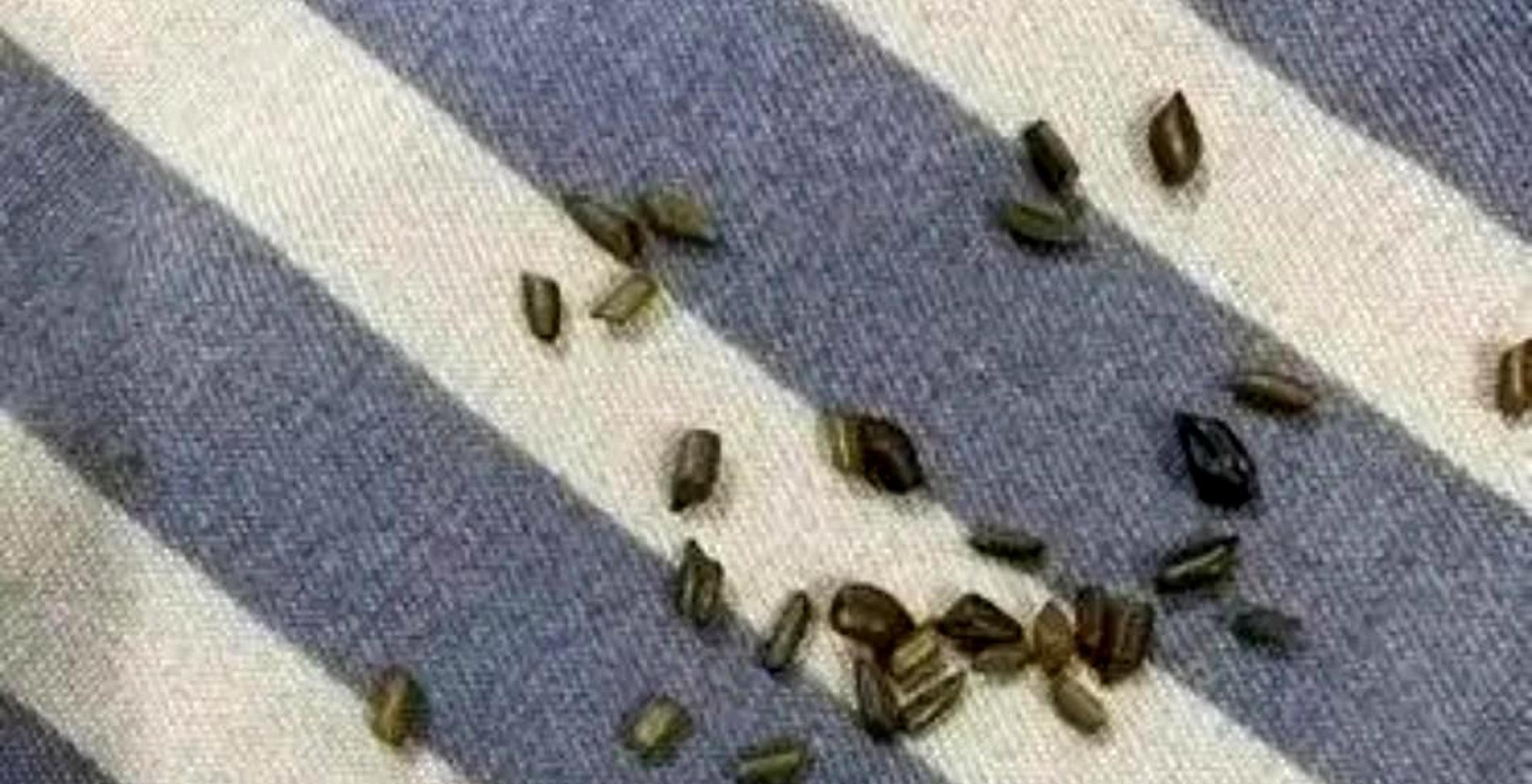 我在女朋友的床上发现了这些,它们是老鼠的粪便吗?