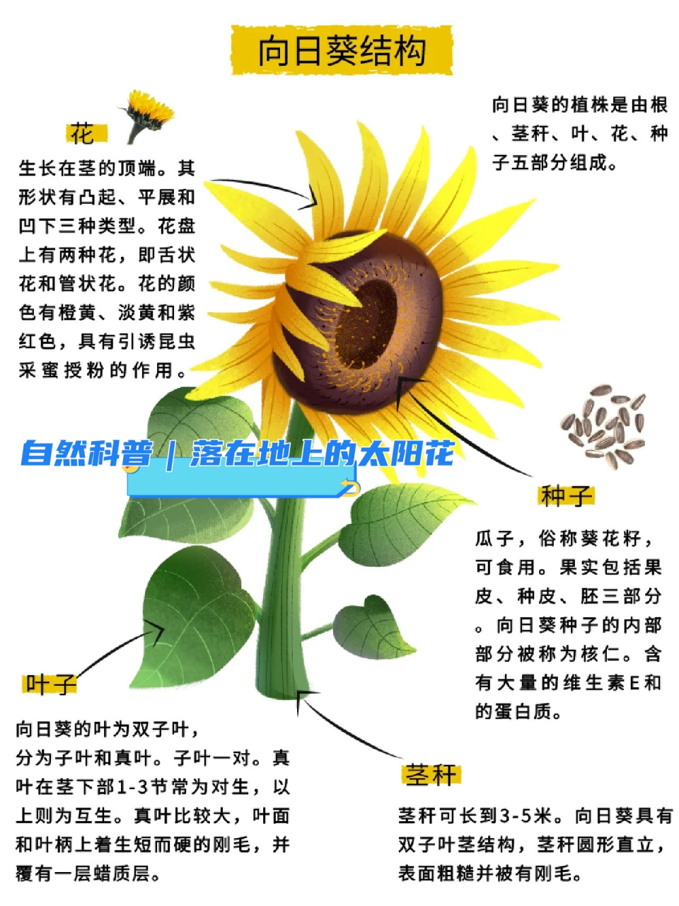 自然科普|落在地上的太阳花