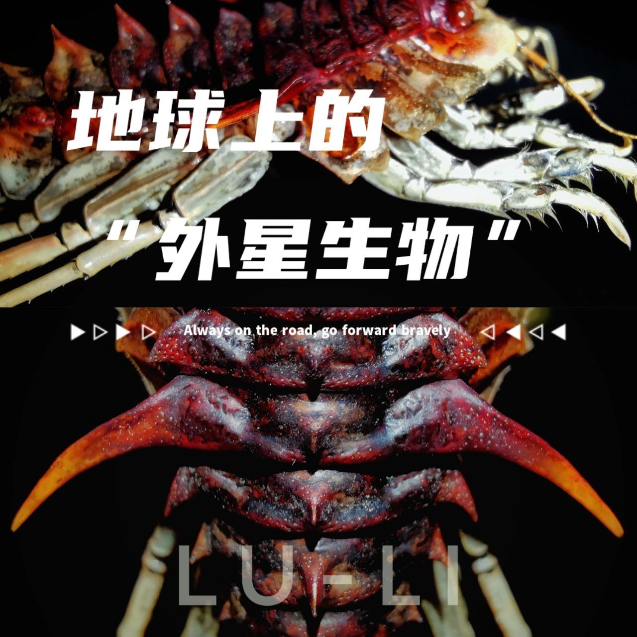 生活在地球上的"外星生物" 贝加尔湖多刺钩虾 acanthogammarus victor