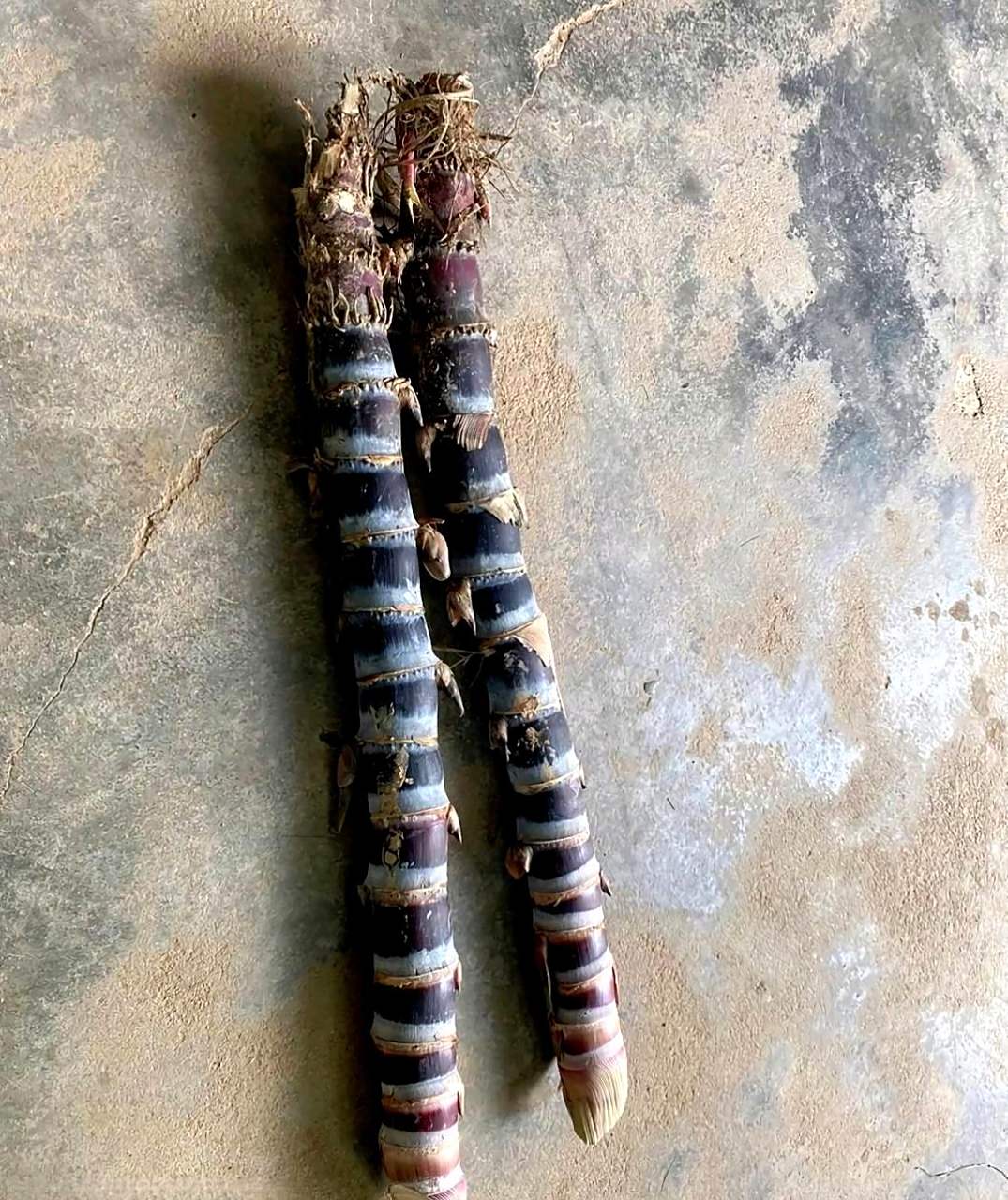 这是我妈种的一整根甘蔗.