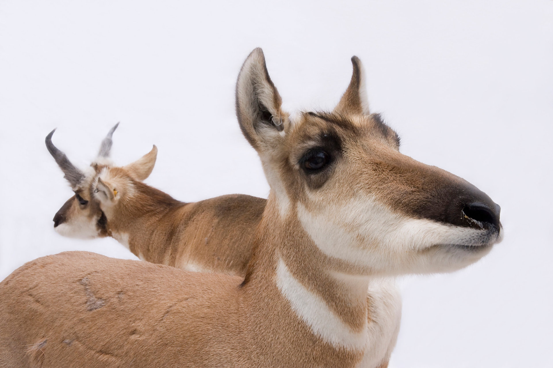 叉角羚是一种类似鹿的哺乳动物,它们有浅棕色的皮毛,白色的肚子,白色