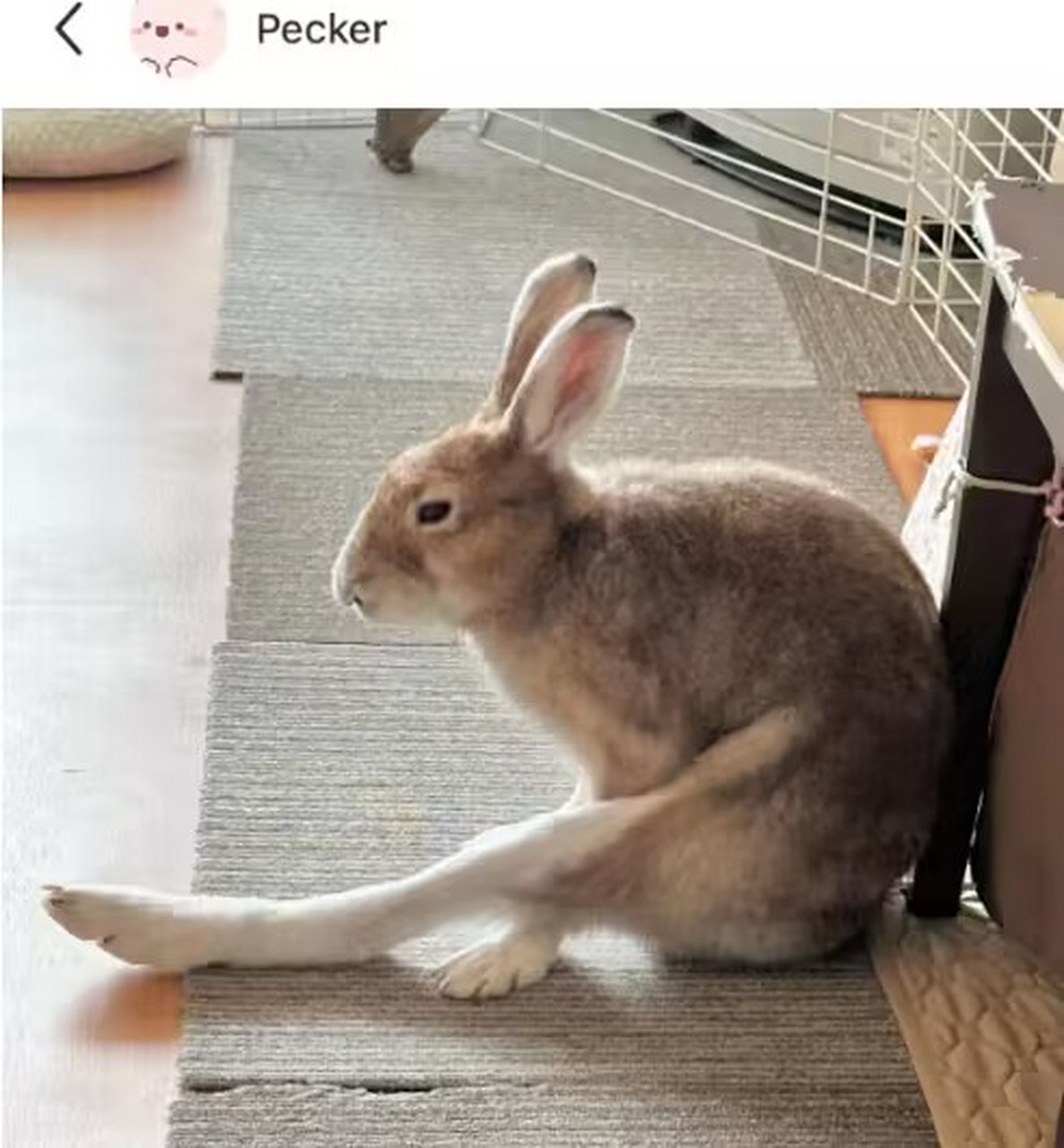 兔子腿腿原来这么长的嘛[哟]