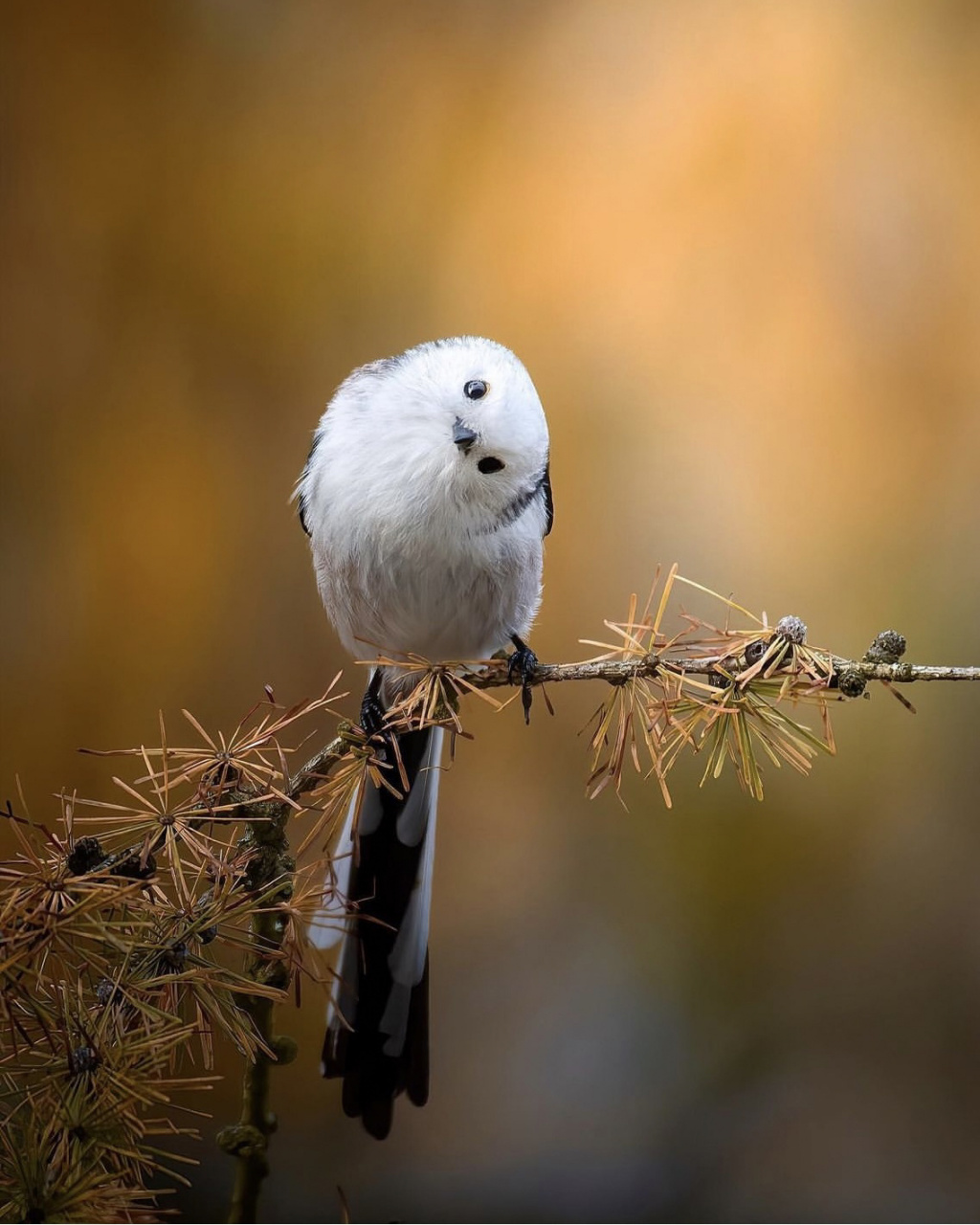 胖嘟嘟的,像个飞起来的汤圆一样的小家伙就是长尾山雀