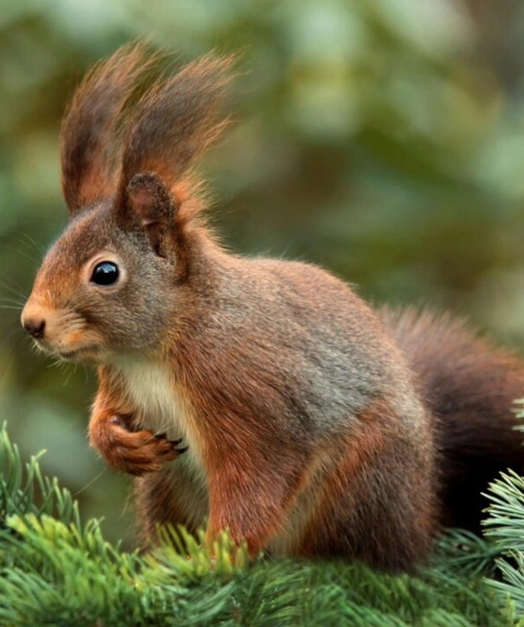 松鼠合集素材  松鼠是一种哺乳动物,属于啮齿目松鼠科松鼠属.