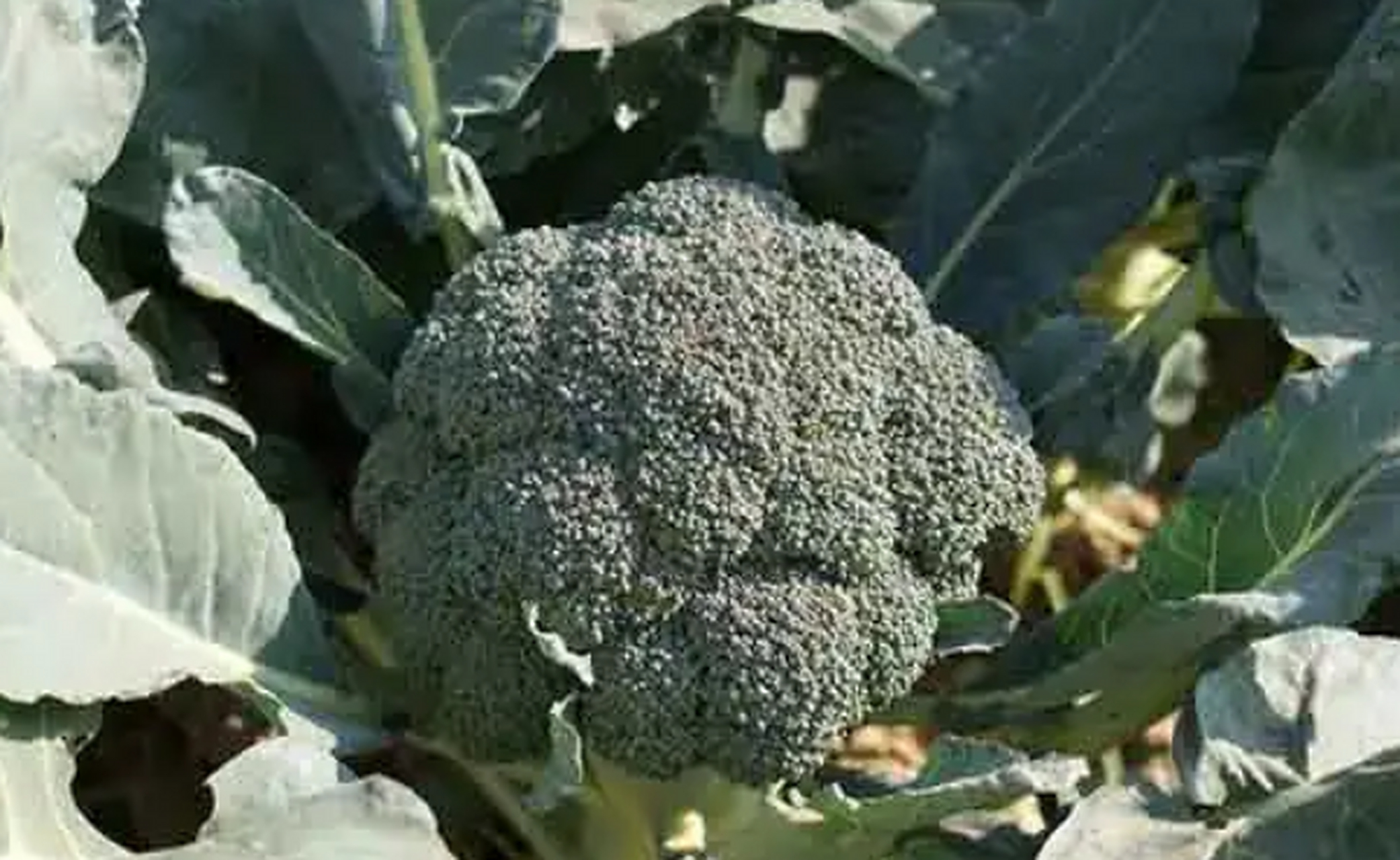 西兰花黑腐病在幼苗至成株期均可发病.