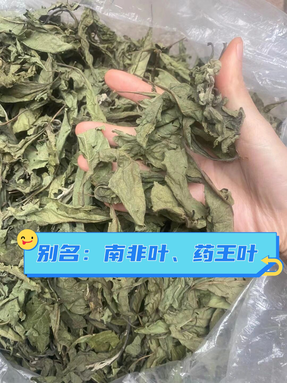 南非叶  扁桃斑鸠菊是菊科铁鸠菊属旱生型灌木或小乔木,别名:南非叶