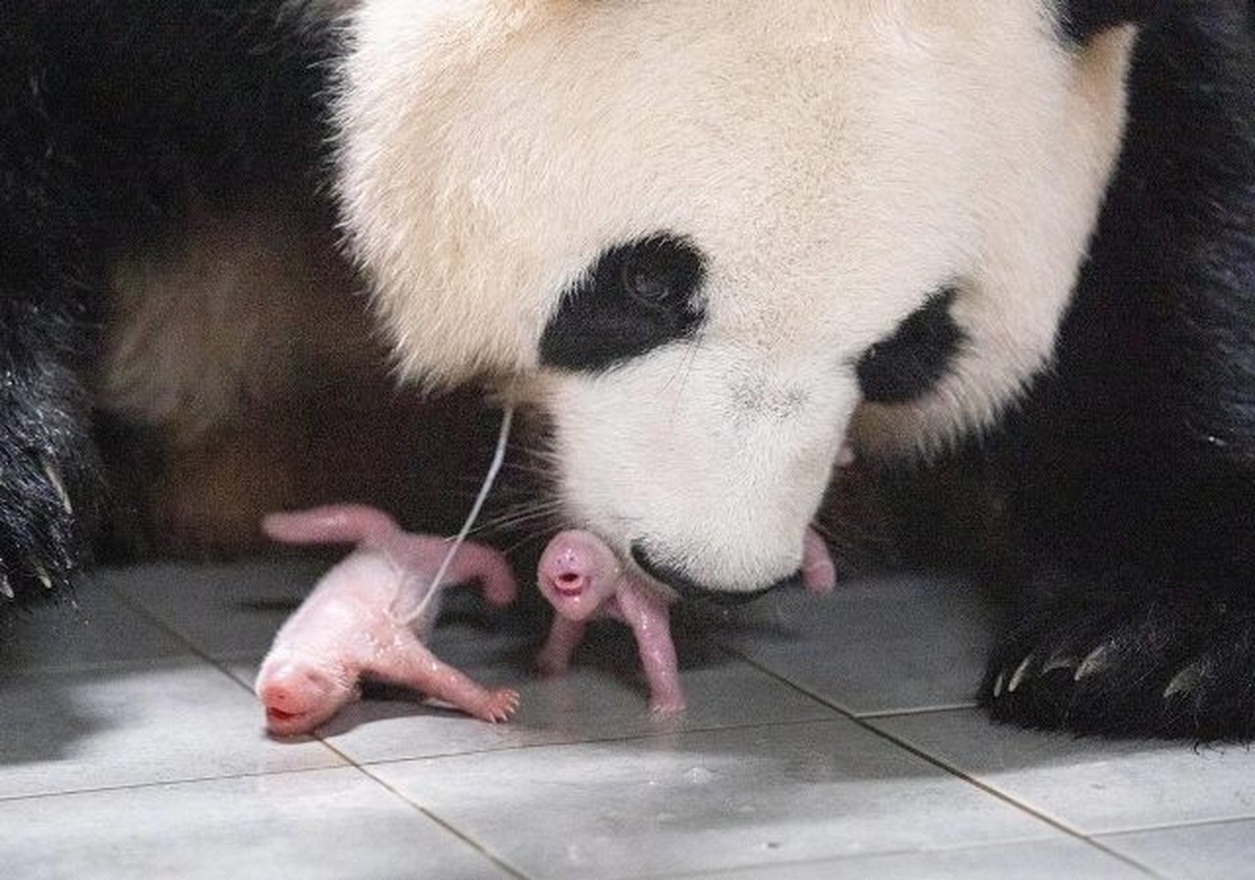 大熊猫出生时的样子图片