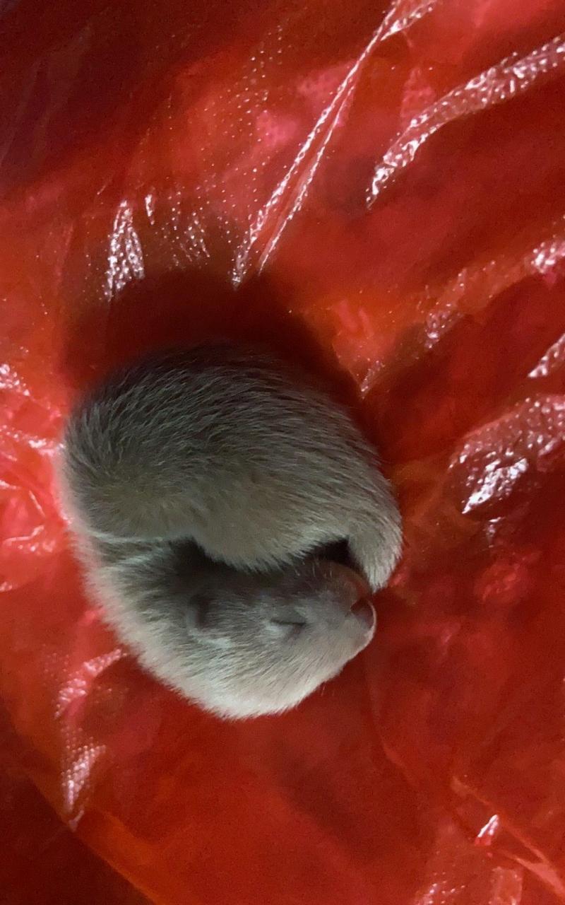 捡到了一只小黄鼠狼,这能养吗,我想养活了放生 #中国版chatgpt来了