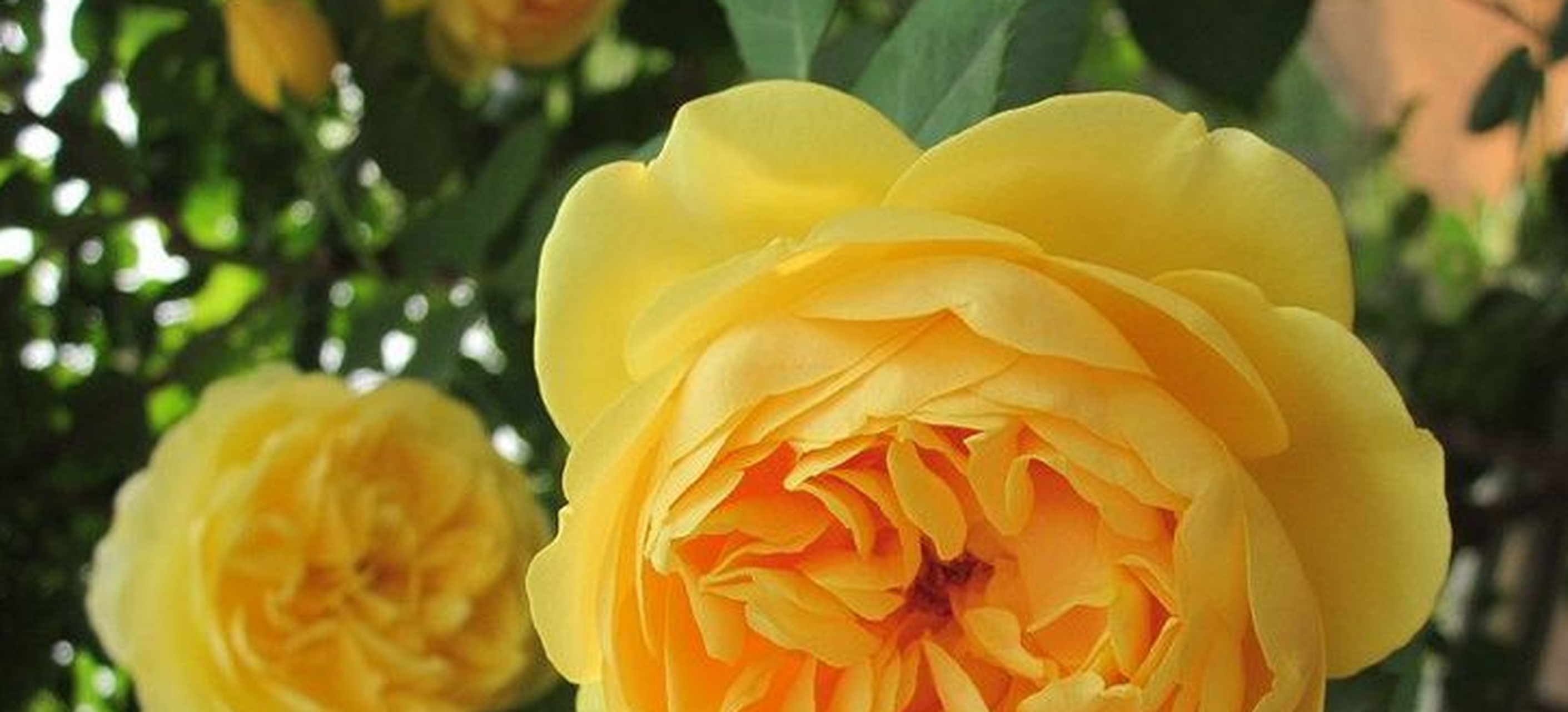 藤本月季种植时间和花期