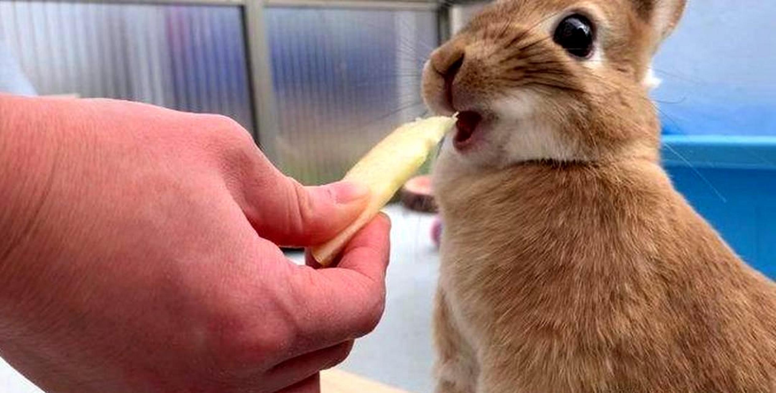 兔子第一次吃苹果的表情太可爱了.