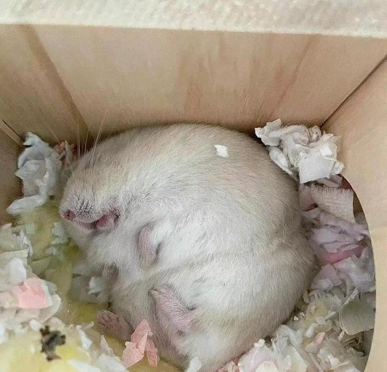 女朋友养了半年的仓鼠就成这样了 #趣图搞笑