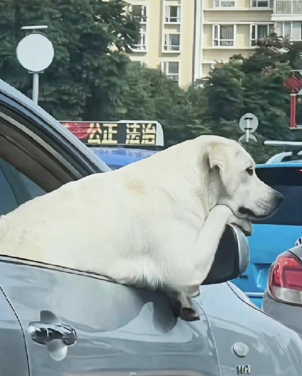图为堵车到崩溃的狗子