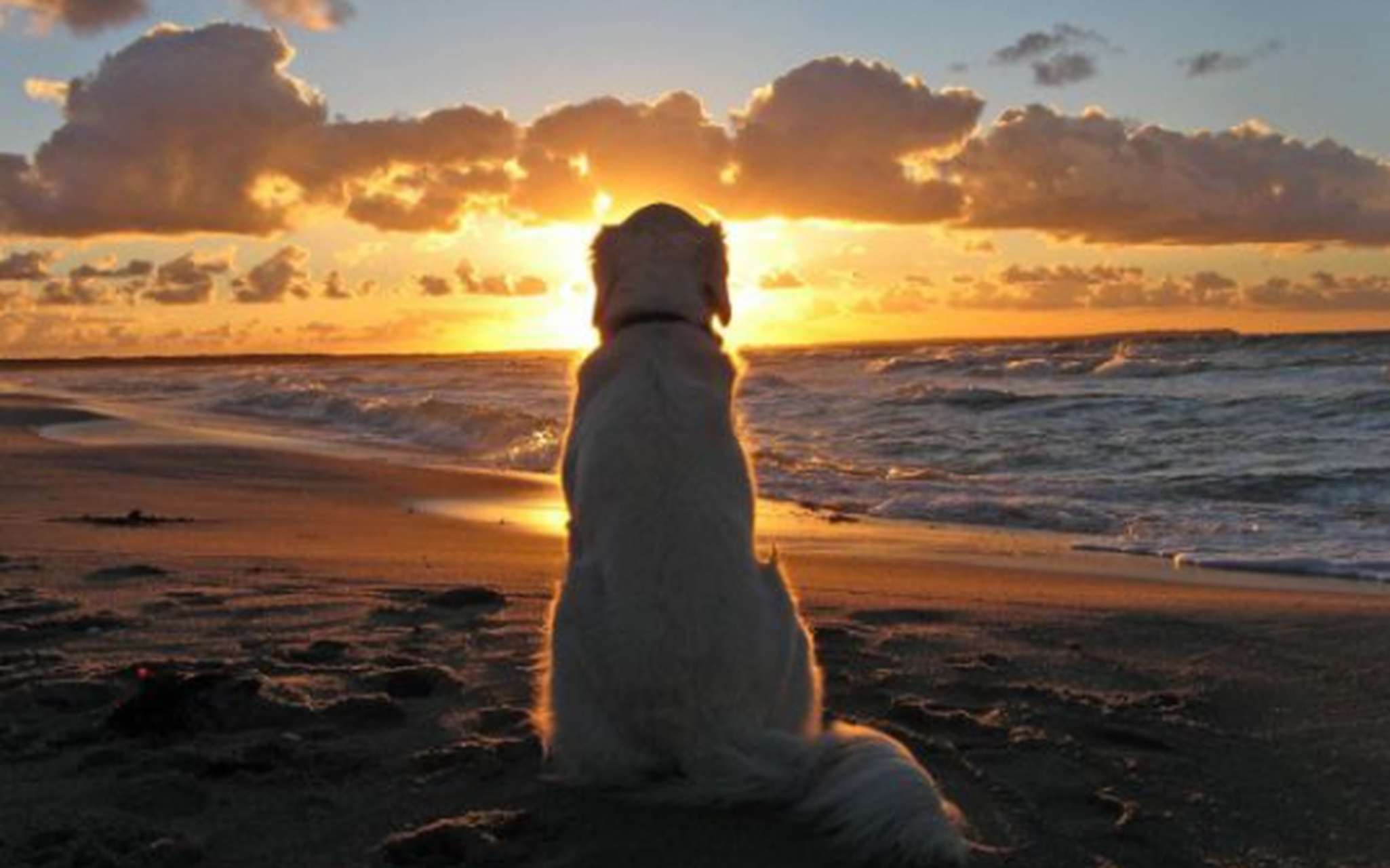 面朝大海--王者的背影