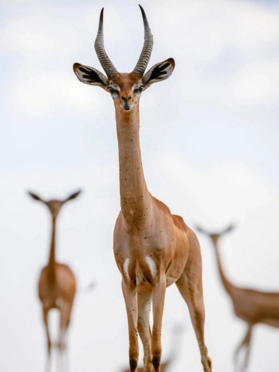 】 litocranius walleri 「脊索动物门